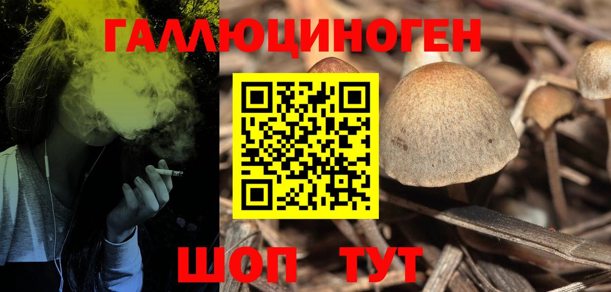 Касимов  Псилоцибиновые грибы Psilocybine cubensis  Вход с VPN 